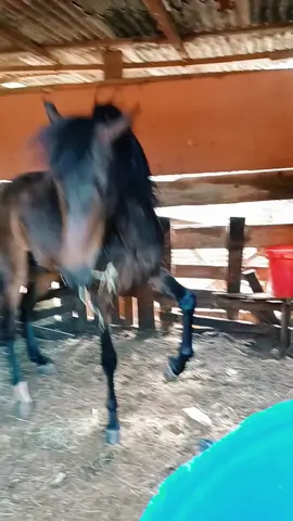 Bruto mesmo! . . #explorepage #viral #fypシ #foryou #cavalo #cavalos🐴 #cavalosminhapaixao #cavalosdotiktok #bruto #country #qualidade #top #chique #horsesoftiktok 