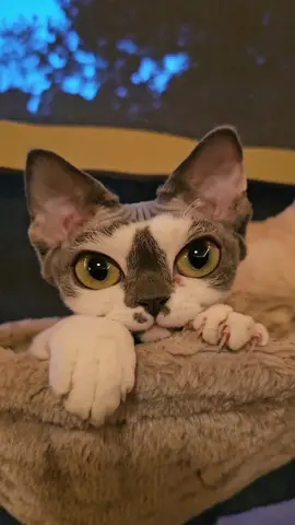 Devon rex kitten #devonrex #devonrexkittens #kittens #devonrexcat #Kitten #bigeyes  #petbigeyes 