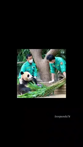 Fubao , cô c.ông ch.úa nhỏ hạnh phúc nhất #福宝 #fubaoandgrandpa #fubao #gautruccute #yeuthuong #pandavideo #gautruc #panda #pandababy #pandacute #xuhuongtiktok #trendingvideo #xuhuong #trending 
