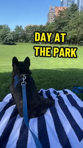 A day at the park #frenchbulldog #frenchies #frenchiesoftiktok #dogs #PetsOfTikTok #dogsoftiktok #dog #pets #pet #animallover #Vlog #dayinmylife #dayinthelife 