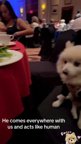 #dog#pomeranian#cutebaby#fypシ 