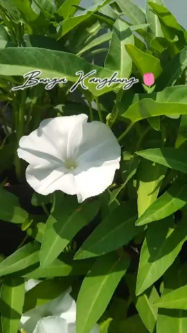baru tau bunga kangkung secantik ini🌷😍 #bunga #kangkung #sayuran #organik #fyp 