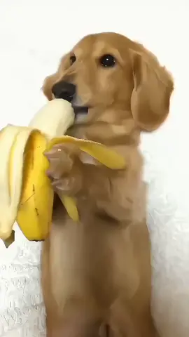 holiss! perrito comiendo 🍌🐕💗 #rares #fancam🍎✨ #viral #fypシ no flop #😿 
