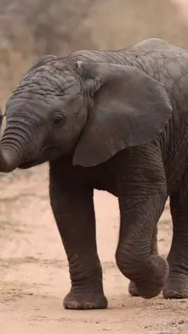 How Cute is this little elephant 🐘.  It takes them months to learn how to properly use their trunk, mimicking or at least trying to mimick adults is the order of the day for them 🤣🤣 #wildlife #safari #elephant #babyanimals #safariexperience #krugernationalpark 