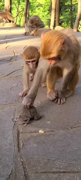 #tiktok #zoo #monkey 😂