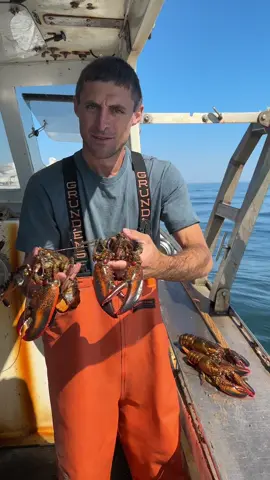 Ever wondered why lobster claws look different? #maine #lobster #lobsterfishing #lobstertok #fishing #ocean #seafood #interesting #DidYouKnow #fy #fyp #education #mainelobster #commercialfishing #seacreatures #