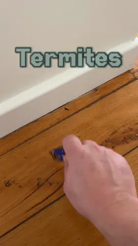 Termites = Soft wood #dappestcontrol #termites #termite #inspection #softwood #wood #asmr #fyp #foryou 