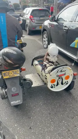 🐶🐶🐶🐶🐶🐶🐶🐶🐶🐶🐶🐶