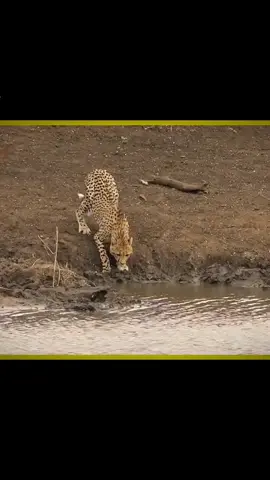 crocodile swallows leopard  #nature #viralvideo #wildanimals #cheetah #lionking #crocodile 