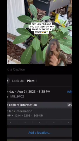 You’re joking… HOW did I not know about this sooner?!🌱📸😱 Just click on the little “i” at the bottom of the photo and then “look up plant” 💚💚💚 #greenscreenvideo #PlantTok #photo #iphonetrick #identifyplantswithphone #plantidentification #plantmom #themoreyouknow #learneditfromtiktok 