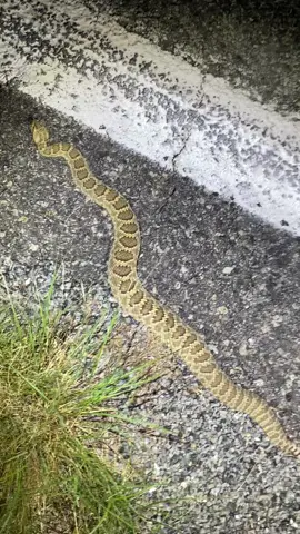 One of the first snakes we saw from our trip was this stunning Mojave rattlesnake in New Mexico. This video does no justice for how gold and green this specimen was! 🐍 _ _ #mojave #mojaverattlesnake #mojaverattler #crotalus #crotalusscutulatus #venomous #venomoussnakes #venomoussnake #venomoussnakesofinstagram #venomoussnakesofig #snake #snakes #snakesofinstagram #snakesofig #herp #herping #herpingtheglobe #newmexico #nature #animal #reptile #wild #wildlife #wildlifeonearth #wildlifeplanet #natgeo #natgeowild #natgeowildlife #natgeoyourshot #yourshotphotographer 