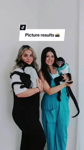 I’M OBSESSED! Not sure why they look blurry on here 🤔 #spidermonkey #animalsoftiktok #animals #photoshoot #pictures #fypシ゚viral #bestfriend #bff #bestiegoals #monkeys #monkeysoftiktok #results #part2  #abuandfaye #greenscreen #foryoupage #foryou #cute #4u 