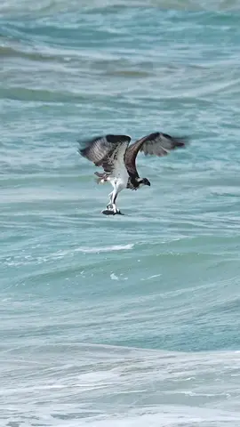 In the fall during an annual epic migration that spans the entire eastern seaboard of the United States, those of us lucky enough to witness it get to experience the full circle of life as large predatory fish like tarpon ambush the migrating mullet. Right behind the tarpon are groups of sharks, jacks and snook. Attacking from the air, local ospreys who are soon joined by northern ospreys that have been following the migration south on their own migration to warmer lands. They target fish in the surf and being able to witness this spectacular event is nothing short of pure amazement. 