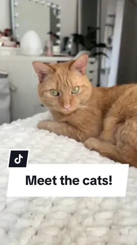 Meet the three cats that run this page now! #orangecats #orangecatsoftiktok #orangecatsrule #catsoftiktok #catsruntheworld 