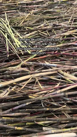 #fyp #petani #sawah #petanimuda #anakpetani #petanimilenial #petaniindonesia🇮🇩🇮🇩🇮🇩🌿🌿 #petanitebuindonesia #petanitebukediri #juragantebu #bostebu #bostebumuda #petanitebu #kediri24jam #storytime #sarjanatani 
