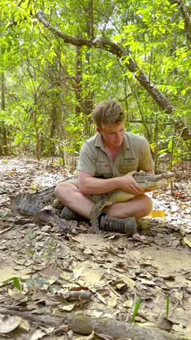 This is Jennifer, one of the newest crocs in our crocodile research study. In conjunction with the University of Queensland we conduct groundbreaking science with crocs to answer the many questions surrounding their elusive existence. This video was taken just moments before she was released back to the wild with a small transmitter attached!