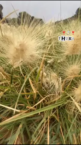 #اكسبلورexplore❥🕊🦋💚❤🕊️ ‏اكسبلور💍