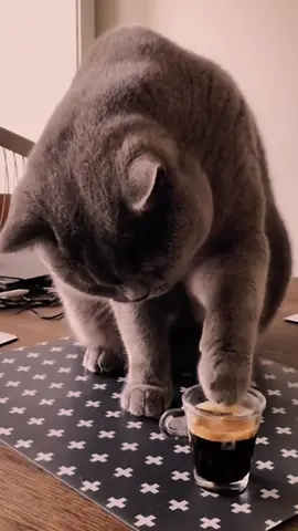 #cat sipping #espresso #catdrinkscoffee 