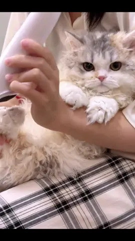 cat grooming🥰#cat #fyp #cutecat #petnailclippers #pethairshaver #hairshave #pethairremoval 