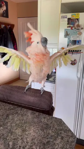 Now you’re just showing off 🕺😂🧡 #westcoastbarney #barneythewestcoastcockatoo #showingoff #barney #style #dancer #fun #happy #loveable #cockatoo #orange #Love 