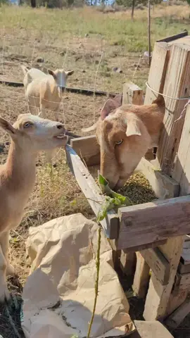 #homestead #homesteading #goats #goatmilk #farmlife #fyp #pnw #usa 