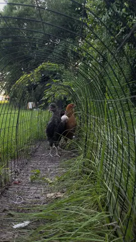 My new chickens finally get to experience the amazingness of the chicken tunnel! They loved being able to get fresh grass, be out in the sun & stretch their legs with some running around 🌾  In my town, my chickens can’t free range and that’s why I made chicken tunnels to connect to all their run space and coop! It gives them extra space to run around in, they can get some fresh grubs in the grass and extra sunlight if they want!  Have you made a chicken tunnel yet for your flock? 🤩  #backyardchickens #homestead #farmfresh #chickentunnel 