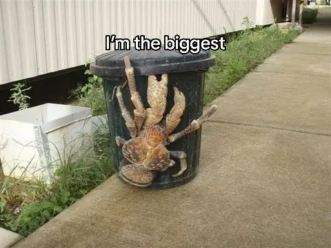 #crab#googleearth#animals#giant#mystery