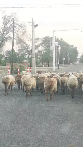 When I got home from work today, I saw a flock of sheep. Their butts were so sexy.#cute #Loveliness #foyou 