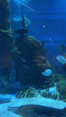In search of Nemo, I came to a big large giant aquarium in Jakarta. It’s super awesome, super aesthetic, super amazing to see many fish swim in the beautifully amazing tank.  Jakarta Aquarium benar-benar membuat aku terhanyut ke dalam keindahan yang disuguhkan. Jadi inget kata pepatah, “masih banyak ikan di laut” lah tapi kan saya maunya sama si itu. Maaf salfok hehehe Dah nikmatin aja keindahan aquarium ini💕 #jakartaaquarium 