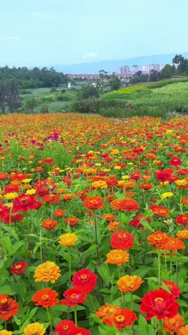 #beautiful flowers#beautiful scenery #beautiful music #nature 💝🌹🌹🌸🧡💖💗💗🌸🌹💖🌈🌈🌈🌈