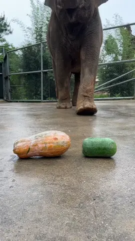 #elephant #fyp #2023 #cute #funny #funnyvideos #xuhuong #trending #thezoo