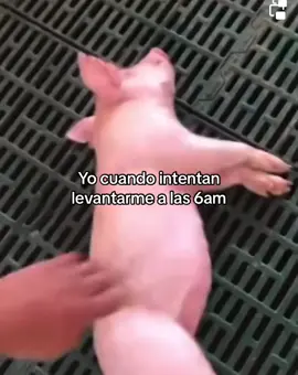 Yo cuando intentan despertarme 🤣 #rodolfo #despierta #cerdo #alarma #risa 