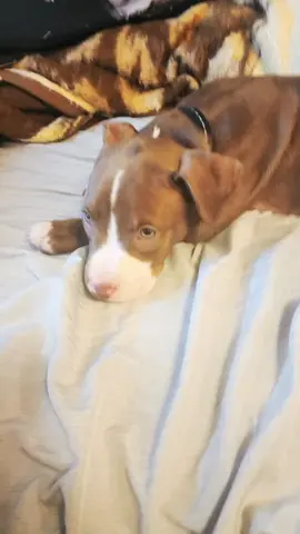 9 weeks old. so cute. #pittielover  #oregonlifebelike  #boredtiktoker  #pittiepuppies  #pittiesoftiktok 