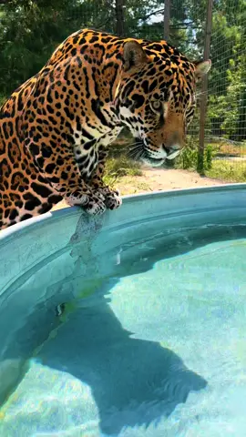 Tank & Binta tub time ❤️🐆 #NOTpets #jag #jaguar #teamtank #tank #lion #lions #bigcat #bigcats #cat #cats #animal #animals #wow #stunning #amazing #beautiful #fl #florida #fyp 