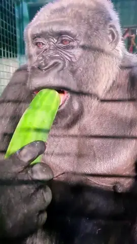 This lovely lady is enjoying a huge cucumber! #gorilla #asmr #mukbang #eating