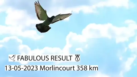 Morlincourt 358km Pigeon Arrival #racingpigeon #pigeonsport #pigeonkuif 