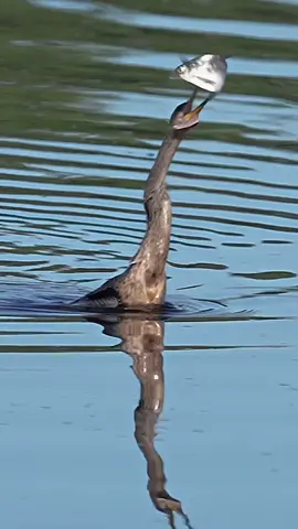 This is a snakebird aka anhinga and it has managed to get itself into a pretty peculiar piercing prediciment. These birds catch their prey underwater by well…. spearing it and sometimes their prey in this instance a shad, gets stuck on the end of their beak. So what’s a bird suppose to do in a situation like this? Let’s see…