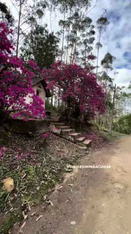 Aberta a temporada das AZALEIAS, visitamos no final de semana uma cidadezinha que se chama Dr. Pedrinho aqui em Santa Catarina, mas poderia ser chamada tranquilamente de cidade ds AZALEIAS. Por todo lado!  E você já tem uma azaleia pra chamar de sua? #azaleia #azaleiaflor  #floresnotiktok  ##drpedrinhosc  #santacatarina