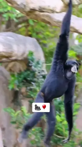 #🔥📸 #amazing #monkey #🦍 #fyp #vido____________viral_____☝️☝️☝️🙏🙏🙏🙏 #fyp #📽️🎞️🎥 #foruyou #world_animal #great #beautiful #monkeymovements 