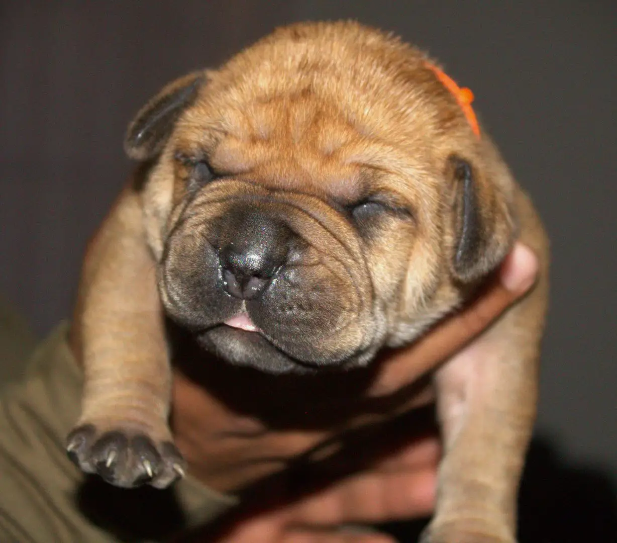 GT Boela puppies did arrive ❤️#boerboelsoftiktok #SAMA28 #soutafrikatiktok🇿🇦 #international #foryoupage #tiktok #viralvideo #fypシ゚viral #northerncapetiktoksa🇿🇦 #sabbsboerboel #boerboellove #boerboelpuppy #boerboelsofsouthafrica #worldwideshipping #boerboelpuppy 