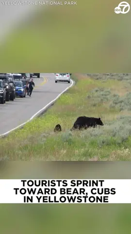 A group of tourists were captured running towards and appearing to startle a mother #bear and her #cubs at #YellowstoneNationalPark in #Wyoming. 🐻