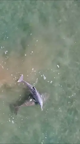 Incredible interaction between a Humpback Dolphin and a Dugong which has seldom been documented! Credit: Kayleigh Brown - @_kayleighbrown IG #ausgeo