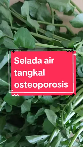Selada air memiliki vitamin K dan mineral yang membuat tulang sehat dan kuat #edukasikesehatan #hidupsehat #tipssehat #makanansehat #sayur #sayuran #sayursehat #seladaair #osteoporosis #penyakittulang 