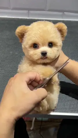 What a cute “teddy bear “ #pet #petlover #cute #dog #dogsoftiktok #puppy #fyp #foryou 