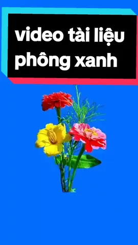 #video taig liệu phông xanh 