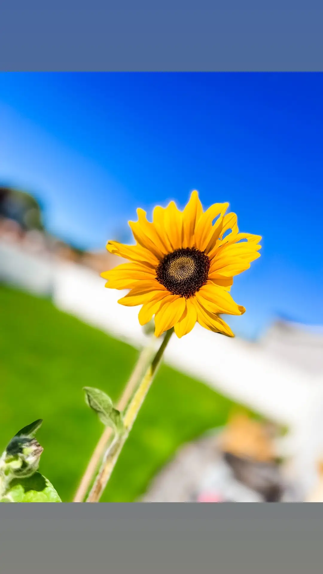 In these last few weeks of my last pregnancy… Basking in the warmth of anticipation, just like sunflowers reaching for the sun. 🌻 𝗗𝗼 𝘆𝗼𝘂 𝗵𝗮𝘃𝗲 𝗮 𝗳𝗮𝘃𝗼𝗿𝗶𝘁𝗲 𝗳𝗹𝗼𝘄𝗲𝗿? 𝗖𝗢𝗠𝗠𝗘𝗡𝗧 & 𝗹𝗲𝘁 𝗺𝗲 𝗸𝗻𝗼𝘄! 𝘛𝘩𝘪𝘴 𝘪𝘴 𝘴𝘶𝘤𝘩 𝘢 𝘣𝘦𝘢𝘶𝘵𝘪𝘧𝘶𝘭 𝘯𝘦𝘸 𝘣𝘭𝘰𝘰𝘮 𝘰𝘯 𝘮𝘺 𝘴𝘶𝘯𝘧𝘭𝘰𝘸𝘦𝘳! #BloomingJourney #pregnancy #PregnantLife #PregnancyGlow #Sunflower #summerpregnancy #36weekspregnant #amberrosepr 