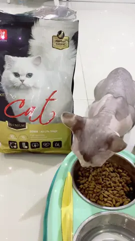 Tôi hiện tại đã ở một cương vị mới, thật sự là một bước tiến nhảy vọt so với tôi của 2 - 3 tháng trước bởi nay đã nâng cấp lên Cat’s Eye Premium 😻😻 #thucanchomeo #catseyepremium #catseye #meo #meow #petfood #catfood #royalpetshop23 