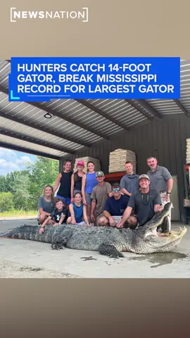 A four-man team caught a 14-foot gator in #Mississippi and set a new #record in the state for the largest hunted #alligator.