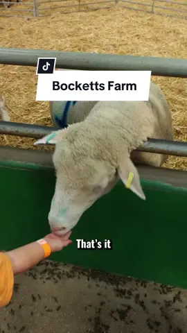 Come to Bocketts Farm with us! #youtube #hollinsporterfamily 