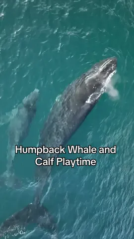Humpback whales play in the Pacific Ocean off the coast of Contadora Island. 🐋 #humpbackwhales #whalewatching #survivetheraft 